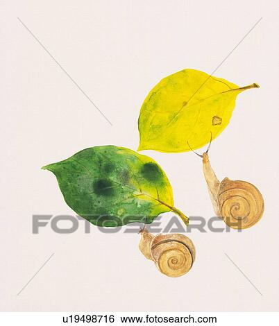 Two garden snails and fallen leaves in autumn color View Large Illustration Stock Illustration - Two garden snails and fallen leaves in autumn color. Fotosearch