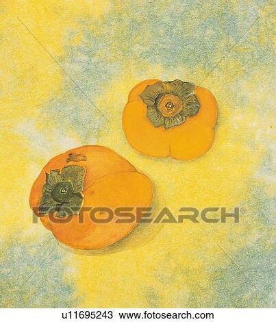 Two persimmons, high angle view View Large Illustration Drawing - Two persimmons, high angle view. Fotosearch