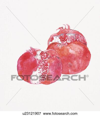 Two pomegranates, high angle view View Large Illustration Stock Illustration - Two pomegranates, high angle view. Fotosearch
