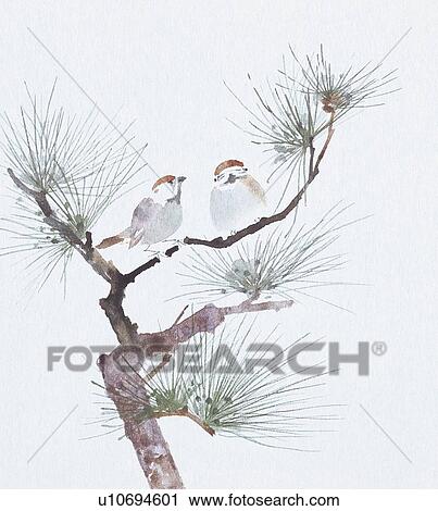 Clip Art - Two sparrows perching on branch of pine tree. Fotosearch