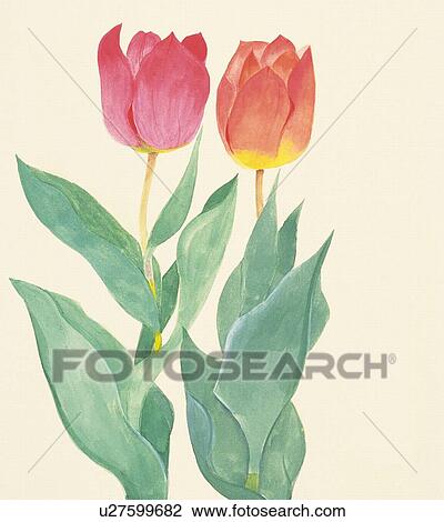 Two tulips, close up View Large Illustration Drawing - Two tulips, close up. Fotosearch