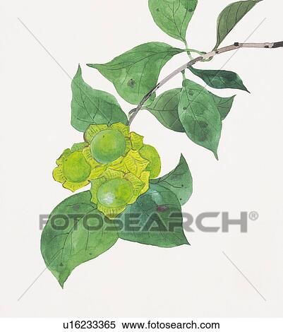 Stock Illustration - Unmatured persimmons on branch. Fotosearch