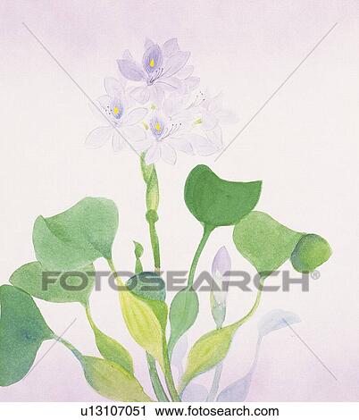 Water hyacinth, close up View Large Illustration Clip Art - Water hyacinth, close up. Fotosearch