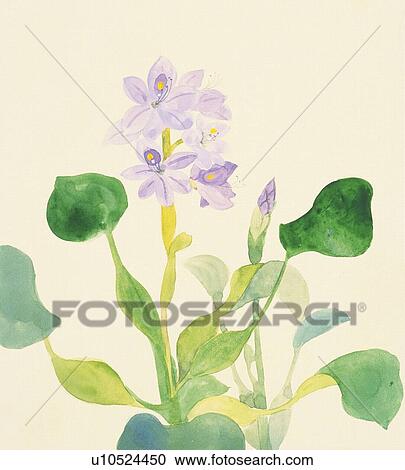 Clipart - Water hyacinth, close up. Fotosearch