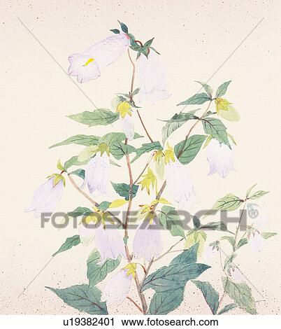 White flowers shaped like little bell, high angle view View Large Illustration Clip Art - White flowers shaped like little bell, high angle view. Fotosearch