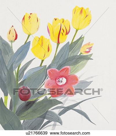 Yellow and red tulips, close up View Large Illustration Stock Illustration - Yellow and red tulips, close up. Fotosearch