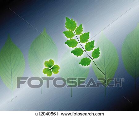 Clip Art - Leaves, CG, 3D, Close Up, Differential Focus. Fotosearch