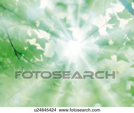 Stock Illustration - Trees and Light, CG, 3D, Composite, Photography, Low Angle View, Lens Flare, Soft Focus. Fotosearch