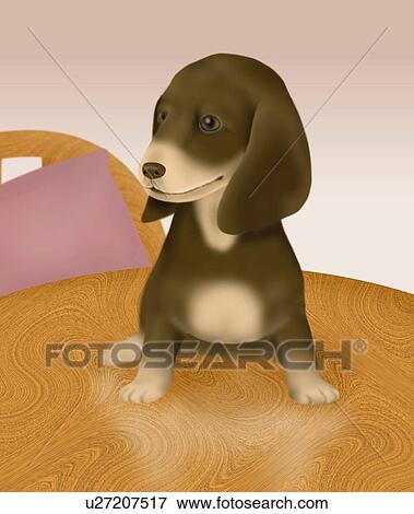 ダックスフント 子犬 モデル 上に A テーブル 正面図 紫色の背景 イラスト U Fotosearch