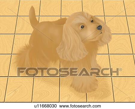 Clipart - American Cocker Spaniel looking up on wooden floor, high angle view. Fotosearch