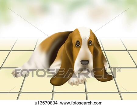 Stock Illustration - Basset Hound lying on floor, front view. Fotosearch