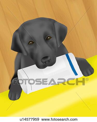 Stock Illustration - Black Labrador Retriever holding newspaper in mouth, high angle view, differential focus. Fotosearch