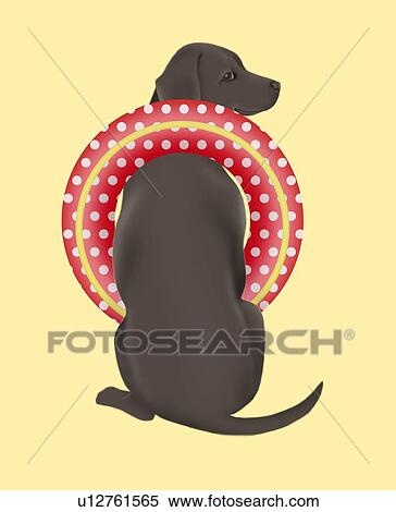 Black Labrador Retriever with inner tube, rear view, orange background View Large Illustration Stock Illustration - Black Labrador Retriever with inner tube, rear view, orange background. Fotosearch