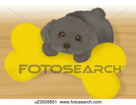 Black Toy Poodle puppy leaning on a bone toy, high angle view View Large Illustration Clip Art - Black Toy Poodle puppy leaning on a bone toy, high angle view. Fotosearch