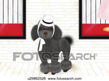 Stock Illustration - Black Toy Poodle wearing a hat, front view. Fotosearch
