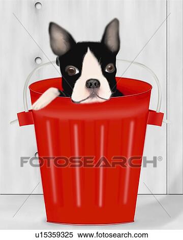 Boston Terrier in a red bucket, front view View Large Illustration Stock Illustration - Boston Terrier in a red bucket, front view. Fotosearch