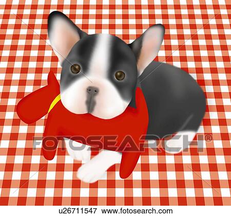 Boston Terrier puppy holding a toy, lying on gingham check surface, high angle view View Large Illustration Stock Illustration - Boston Terrier puppy holding a toy, lying on gingham check surface, high angle view. Fotosearch