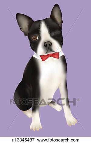 Boston Terrier wearing bow tie, winking, front view, purple background View Large Illustration Stock Illustration - Boston Terrier wearing bow tie, winking, front view, purple background. Fotosearch