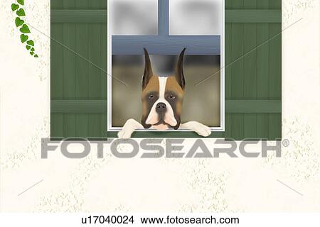 Stock Illustration - Boxer looking outside from window, front view. Fotosearch