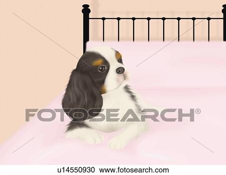 Cavalier King Charles Spaniel lying on bed, front view, pink background View Large Illustration Clipart - Cavalier King Charles Spaniel lying on bed, front view, pink background. Fotosearch