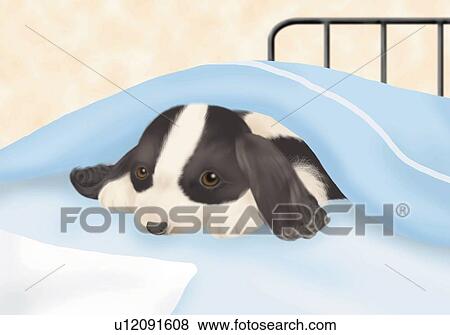 Cavalier King Charles Spaniel puppy lying in bed, front view View Large Illustration Stock Illustration - Cavalier King Charles Spaniel puppy lying in bed, front view. Fotosearch
