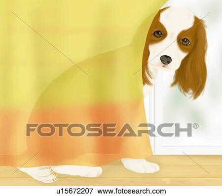 Stock Illustration - Cavalier King Charles Spaniel sitting between window and curtain, side view. Fotosearch
