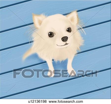Stock Illustration - Chihuahua looking up and sitting on blue wooden floor, high angle view. Fotosearch