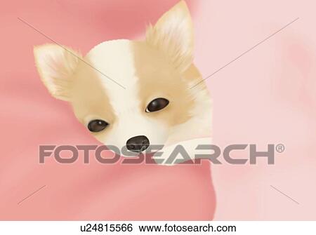 Chihuahua lying in pink blankets, high angle view View Large Illustration Stock Illustration - Chihuahua lying in pink blankets, high angle view. Fotosearch