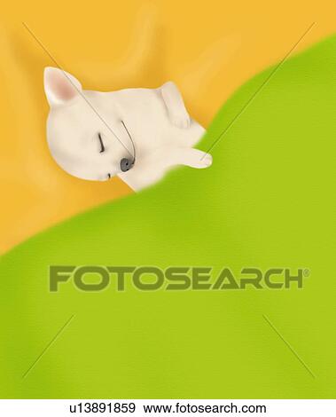 Stock Illustration - Chihuahua sleeping in orange and green blankets, high angle view, copy space. Fotosearch