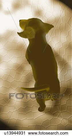 Dachshund, high angle view View Large Illustration Clip Art - Dachshund, high angle view. Fotosearch
