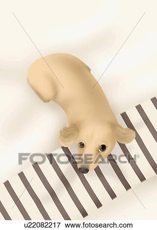 Dachshund lying and looking up, high angle view View Large Illustration Stock Illustration - Dachshund lying and looking up, high angle view. Fotosearch