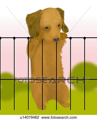 Drawing - Dachshund puppy leaning on fence in garden, front view, differential focus. Fotosearch