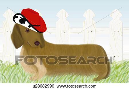 Dachshund wearing a hat in garden, side view View Large Illustration Stock Illustration - Dachshund wearing a hat in garden, side view. Fotosearch