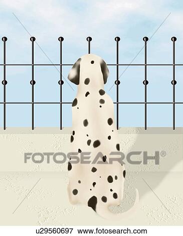 Dalmatian sitting and looking at the sky in terrace, rear view View Large Illustration Stock Illustration - Dalmatian sitting and looking at the sky in terrace, rear view. Fotosearch