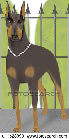 Drawing - Doberman Pinscher in garden, front view. Fotosearch
