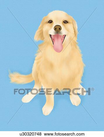 Stock Illustration - Golden Retriever sitting and looking up, high angle view, blue background. Fotosearch