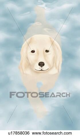 Golden Retriever swimming in pool, high angle view View Large Illustration Stock Illustration - Golden Retriever swimming in pool, high angle view. Fotosearch