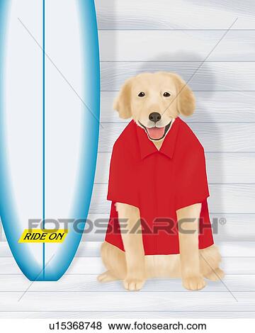 Stock Illustration - Golden Retriever wearing a red shirt, sitting beside a surfboard, front view. Fotosearch