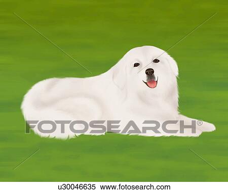 Great Pyrenees lying on grass, side view, green background View Large Illustration Stock Illustration - Great Pyrenees lying on grass, side view, green background. Fotosearch