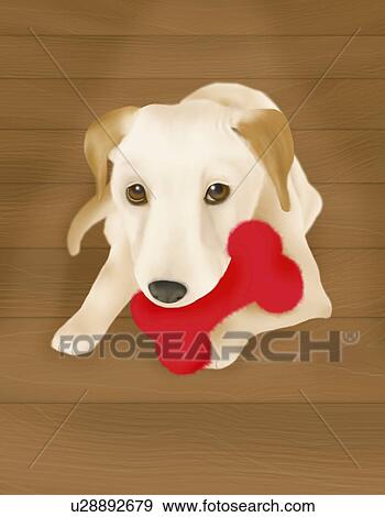 Jack Russell Terrier holding a bone in mouth, front view View Large Illustration Stock Illustration - Jack Russell Terrier holding a bone in mouth, front view. Fotosearch