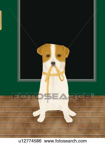 Jack Russell Terrier waiting in front of the door holding a dog lead in mouth, front view View Large Illustration Stock Illustration - Jack Russell Terrier waiting in front of the door holding a dog lead in mouth, front view. Fotosearch