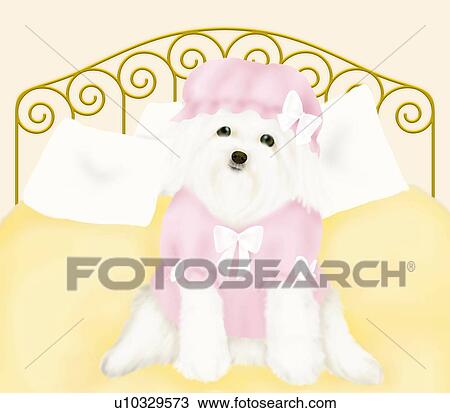 Drawing - Maltese in night clothes sitting on bed, front view. Fotosearch