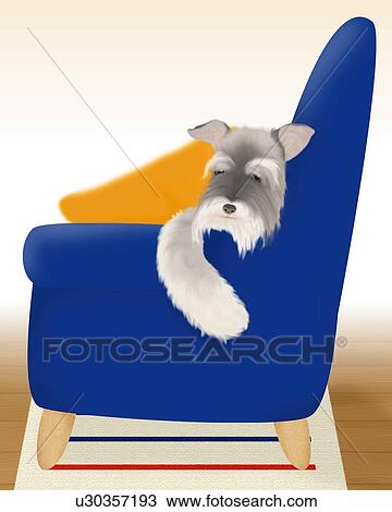 Miniature Schnauzer sleeping on sofa, front view, differential focus View Large Illustration Drawing - Miniature Schnauzer sleeping on sofa, front view, differential focus. Fotosearch