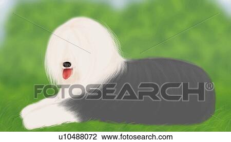 Drawing - Old English Sheepdog lying on grass, side view, differential focus. Fotosearch