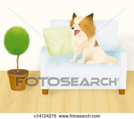 Papillon yawning on sofa, side view View Large Illustration Stock Illustration - Papillon yawning on sofa, side view. Fotosearch