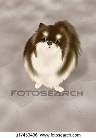 Stock Illustration - Pomeranian sitting and looking up, high angle view. Fotosearch