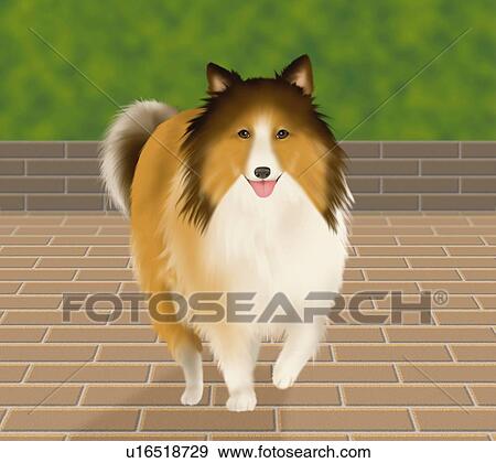 Stock Illustration - Shetland Sheepdog in park, front view, differential focus. Fotosearch