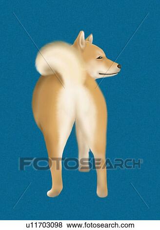 Shiba Inu, rear view, blue background View Large Illustration Stock Illustration - Shiba Inu, rear view, blue background. Fotosearch