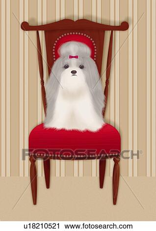 Shih Tzu sitting on a chair, front view View Large Illustration Clip Art - Shih Tzu sitting on a chair, front view. Fotosearch