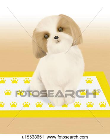 Clip Art - Shih Tzu sitting on mat, front view. Fotosearch